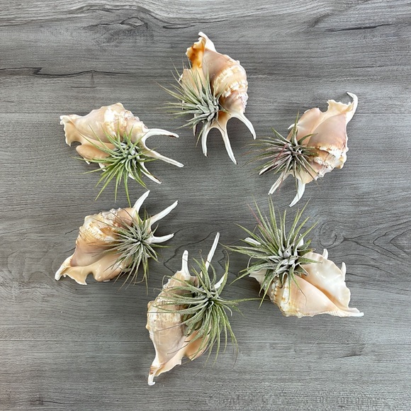 🔆AIR PLANT BUDDY🔆 WITH REAL SEA SHELL HAND MADE AND UNIQUE - Picture 10 of 16